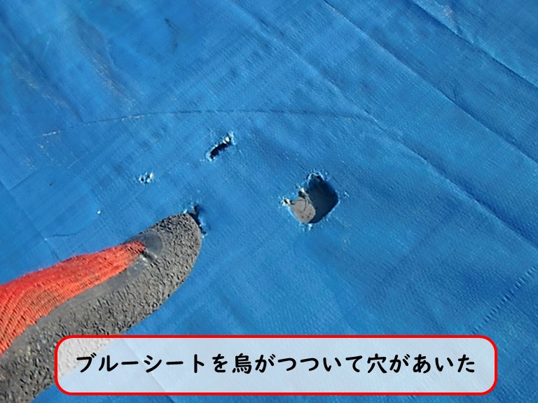 高石市でブルーシートを烏がつついて穴があいた